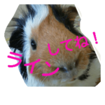 モルモットズGo! Go! 5