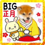 かわいい犬たち冬♡BIG 冬＆正月 柴犬
