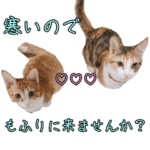実写猫の年末年始♡毎日使えるスタンプ