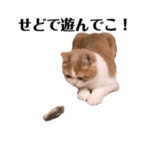 甘夏 福井弁ver.