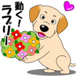 動く！ラブラドールの「ラブリー」