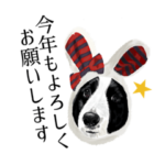 わんわんお正月（卯年）