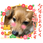 チワックスルークの一日7