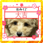 トイプードル桃太のスタンプお正月2023Ver.