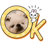 ペキニーズ姫ちゃん