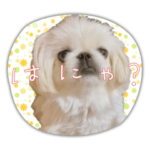 ペキニーズ姫ちゃん②