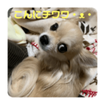 毎日小春ちゃん