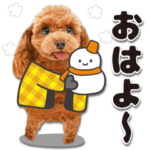 かわいい犬たち♡敬語冬プードル