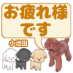 小池田「こいけだ」さんのトイプードル会話