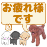 脇「わき」さんのトイプードル会話