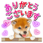 かわいい犬たち♡年中使える お祝い しば犬