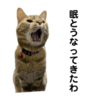 にゃんこラムちゃん❸岡山弁じゃ〜。