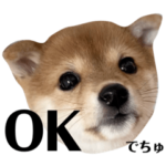 豆柴ラムちゃん　パピー編