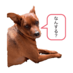 デブラムちゃん