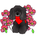 ブラックトイプーのくぅちゃん４（英語版）