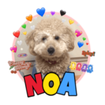 アプリコットのあしゃん