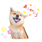 豆柴にこちゃん3☆犬友・お友達用