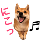 豆柴 にこちゃん