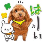 かわいい犬たち♡毎日使える プードル