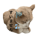 だぶだぶちいぺち1