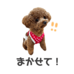 トイプードルのちょこです。