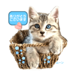 ねこ友会保護猫支援〜ありがとうOnly〜