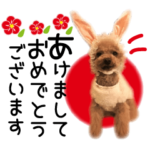 クリスマス＆お正月★トイプーの年末年始