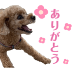 チョコの日常 ᐡ• ·̫ •ᐡ♡