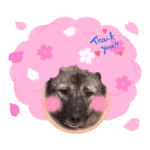 ありがとう♡まあくんハウス