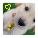 ゴールデンレトリバーの子犬   太陽くん