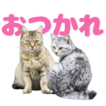 にゃんこ挨拶 お疲れ様編