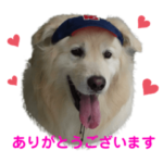 サモリバーのクマ君