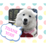 サモエド犬マシュマロ