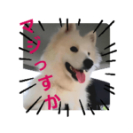 サモエドふぅ
