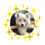 サモエド  むぎこま