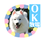 サモエド犬 ニコニコ ラッキー・ラルフ3