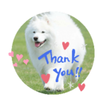 サモエドマロンちゃんのスタンプ