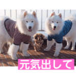 サモエド犬 ニコニコ ラッキー・ラルフ2