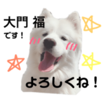 サモエド犬・福の喜怒哀楽