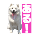 サモエドもこゆきの写真スタンプ3