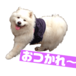 サモエドもこゆきの写真スタンプ1