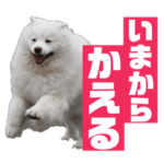 サモエドもこゆきの写真スタンプ2
