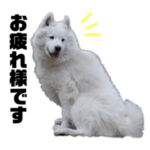 サモエド・けんしんスタンプ