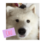 マシュマロ-サモエド❤️