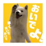 サモエド犬トト君