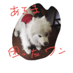 サモエドわんこのおしゃべり