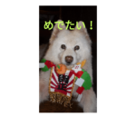 サモエド　スタンプ