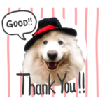 サモエドのアルちゃん 1