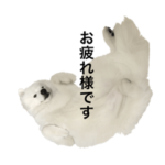 我が家のサモエド第2弾！