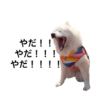 サモエドのハナちゃんとパフくん。